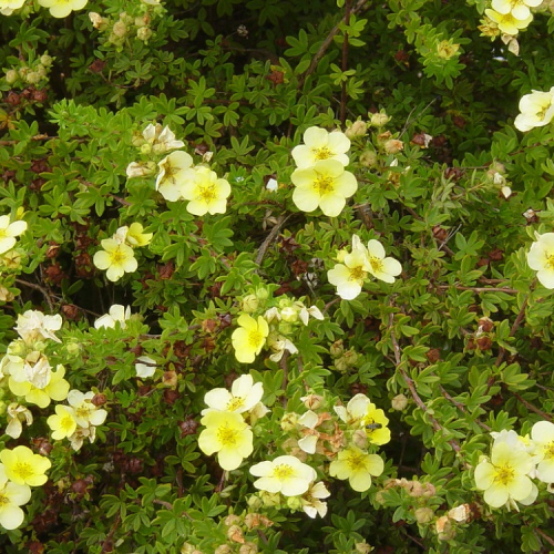 Shrubs-deciduous-potentilla-klondike-nc-1000x750