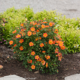 Shrub Rose/ Oso Easy Paprika