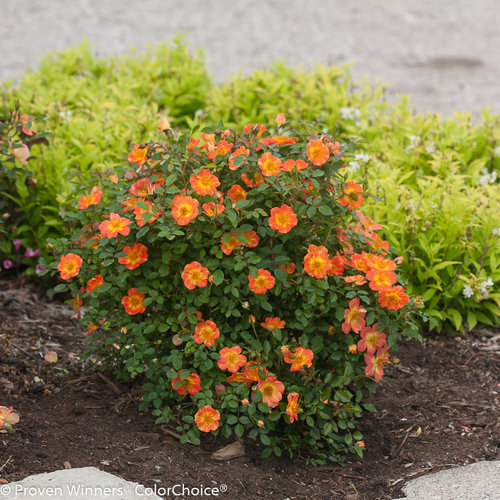 Shrubs-roses-osoeasy-paprika-nc-500x500