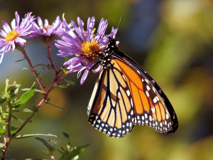 monarch_purple_flower