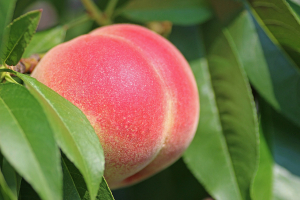 peach-2721852_1280