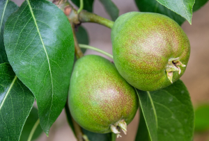 pear-3519397_1280