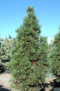 pine mugo columnar