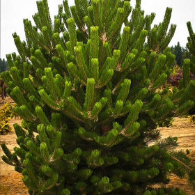 Pine/ Austrian/ Oregon Green