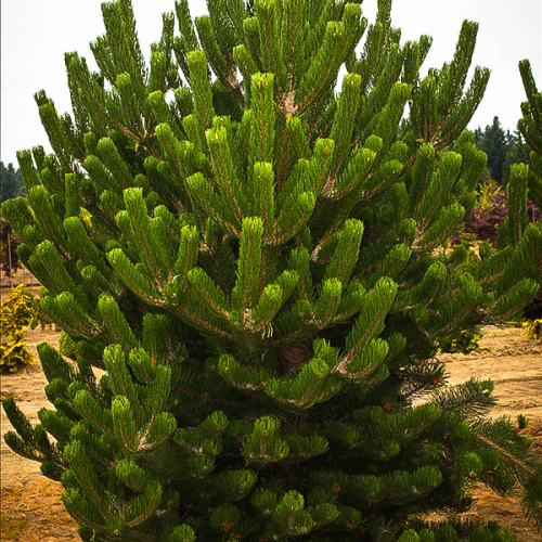 pinus-nigra-oregon-green-4 (1)