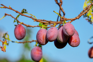 plums-3560078_1280