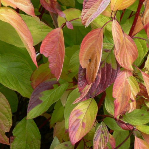 Shrubs-deciduous-dogwood-neonburst-nc-953x715