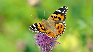 butterfly-1568926_1920
