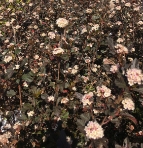 shrub_ninibark_summer_wine