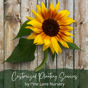 Customized Planting Services