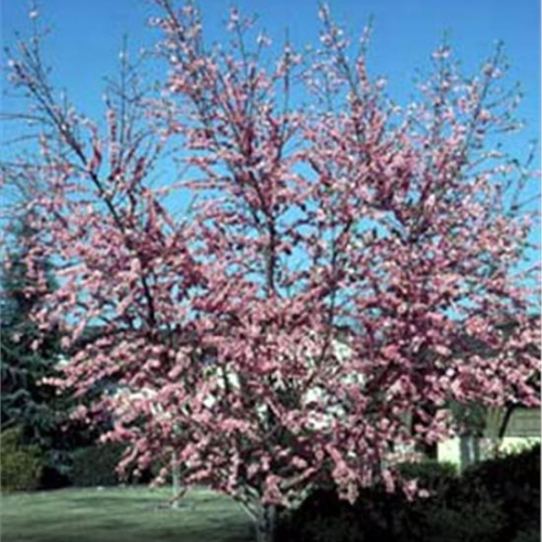 Elberta-Peach_1-891