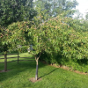 feb41cee9cbbfaa5b48c6d0c971d069a--fruit-trees-peach-tree
