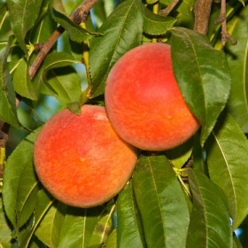 Peach/ Red Haven