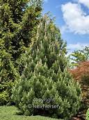 Pine/ Bosnian/ Emerald Arrow