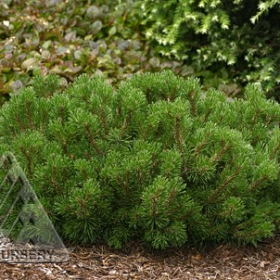 Pine/ Mugo/ Valley Cushion
