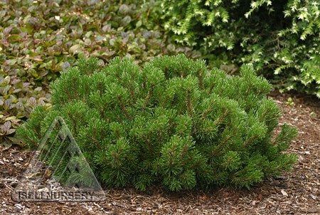 valley-cushion-mugho-pine